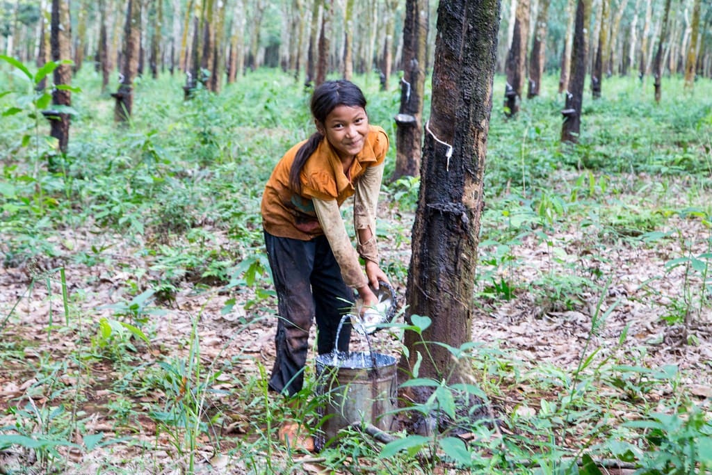 young girl collecting rubber in cambodia  