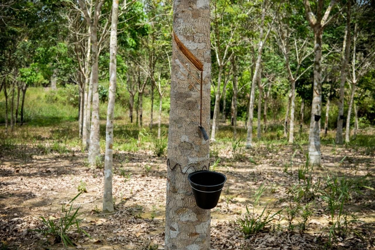 rubber plantation bintan 